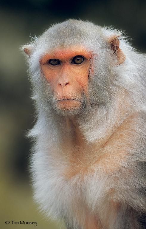 Monkey 0809.jpg